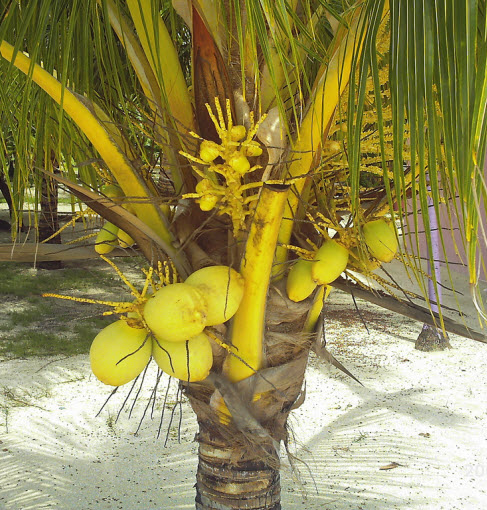 palm tree on grahams place on the island of guanaja